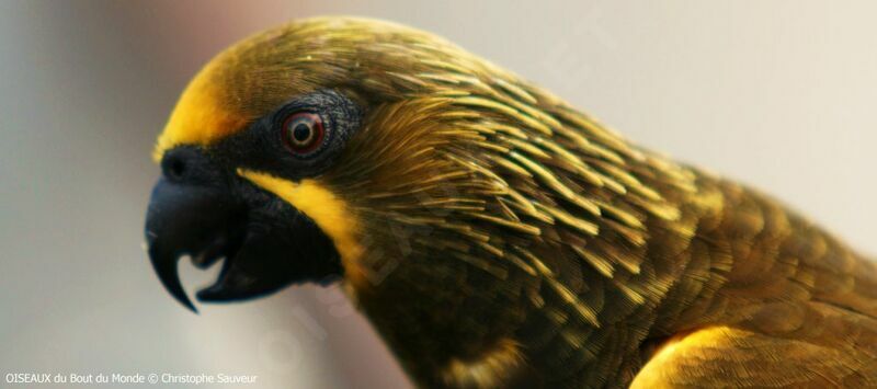 Brown Lory