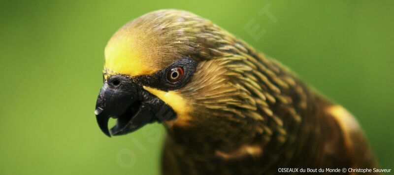 Brown Lory