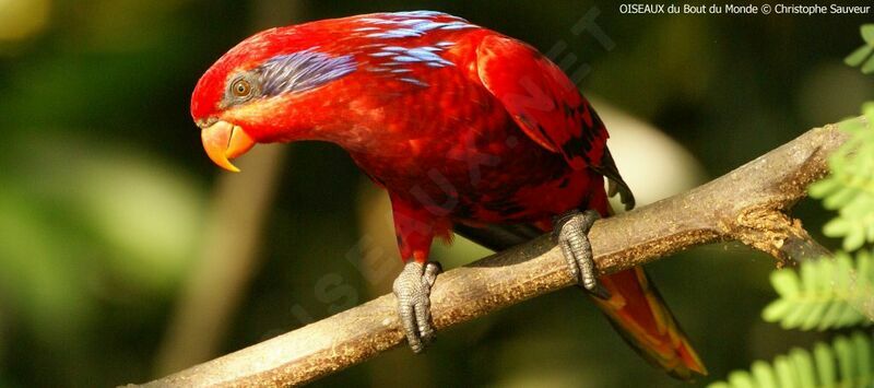 Blue-streaked Lory