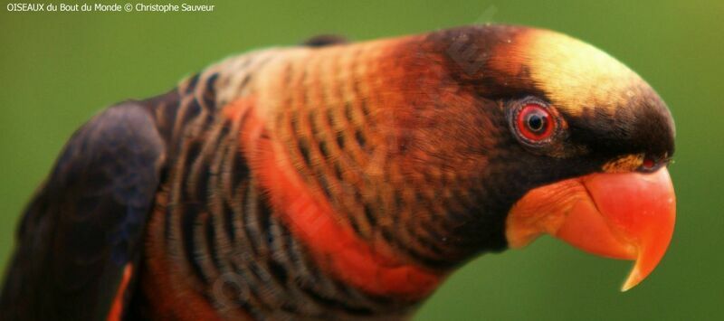 Dusky Lory