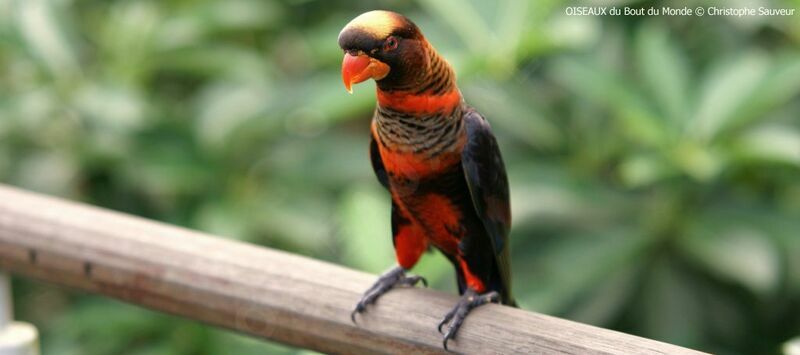 Dusky Lory