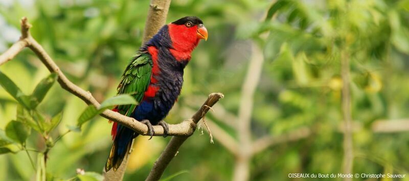 Black-capped Lory