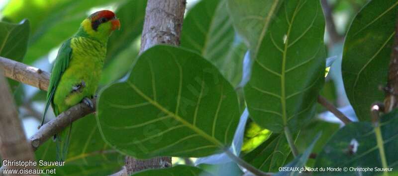 Iris Lorikeet