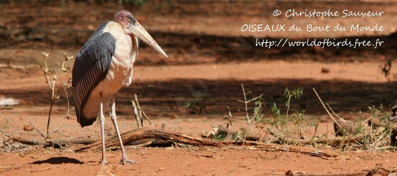 Marabou Stork