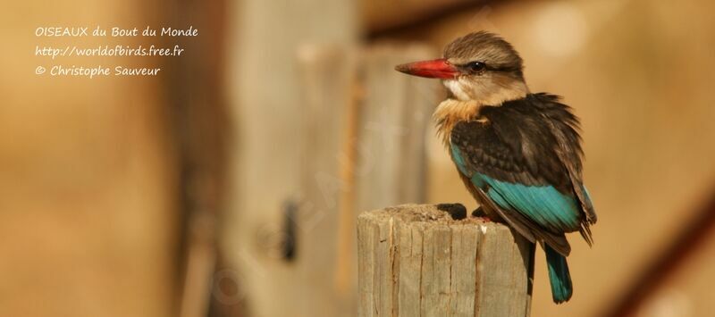 Brown-hooded Kingfisher, identification