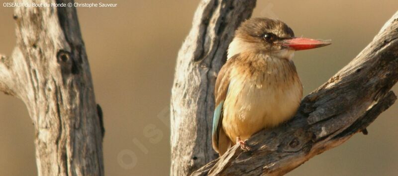 Brown-hooded Kingfisher