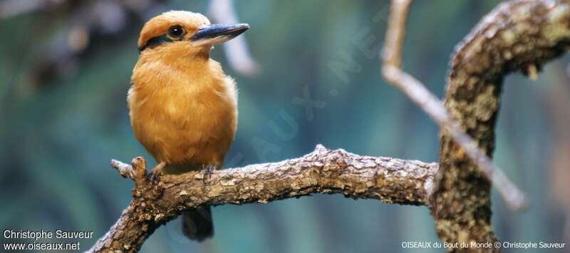 Guam Kingfisher male adult, identification