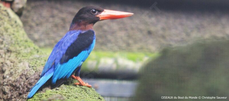 Javan Kingfisher