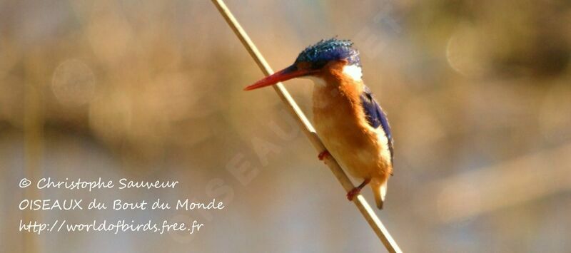 Malachite Kingfisher