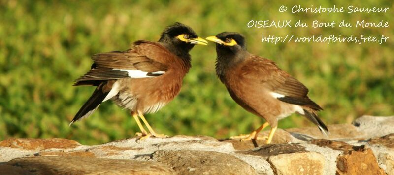 Common Myna