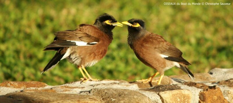 Common Myna