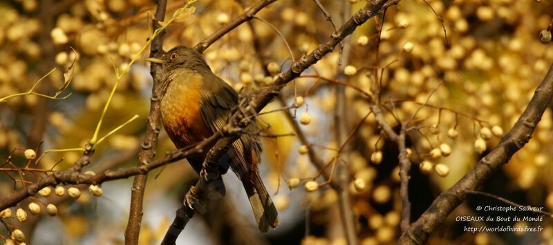 Merle à ventre roux, identification