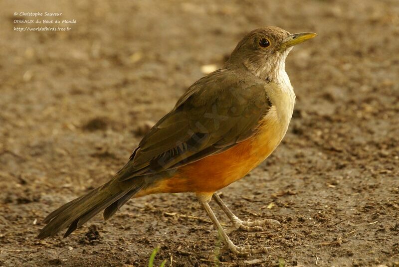 Merle à ventre roux, identification