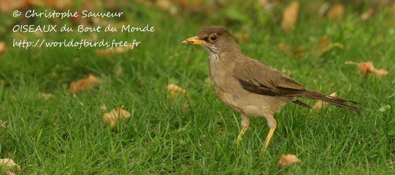 Austral Thrush