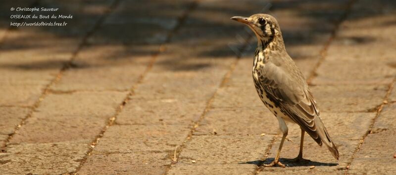 Groundscraper Thrush, identification