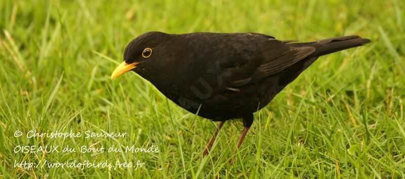 Common Blackbird male, identification