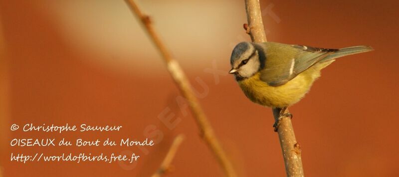 Mésange bleue