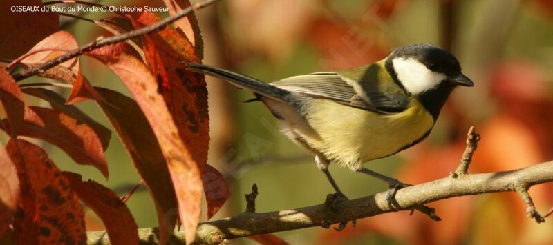 Great Tit