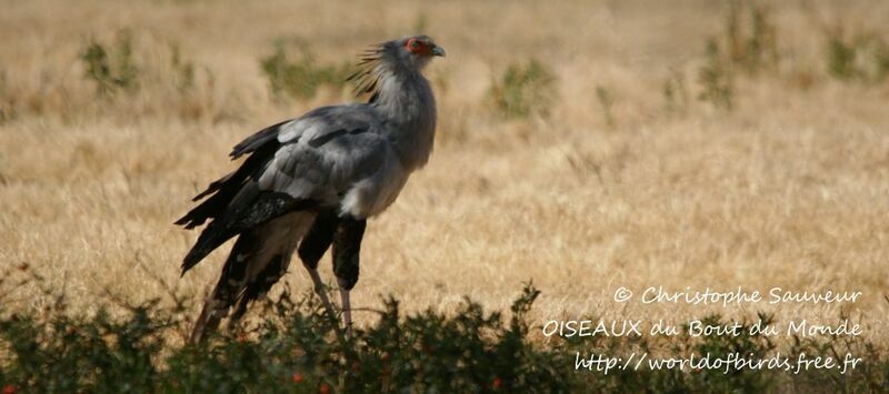 Secretarybird