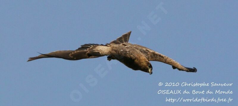 Black Kite