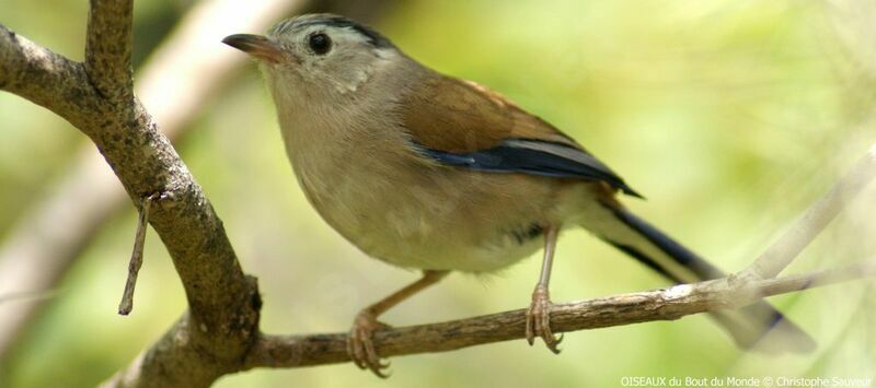 Blue-winged Minla