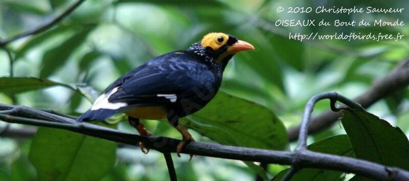 Yellow-faced Myna