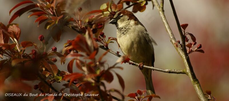 House Sparrow male