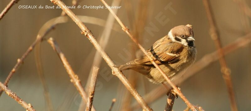 Eurasian Tree Sparrow