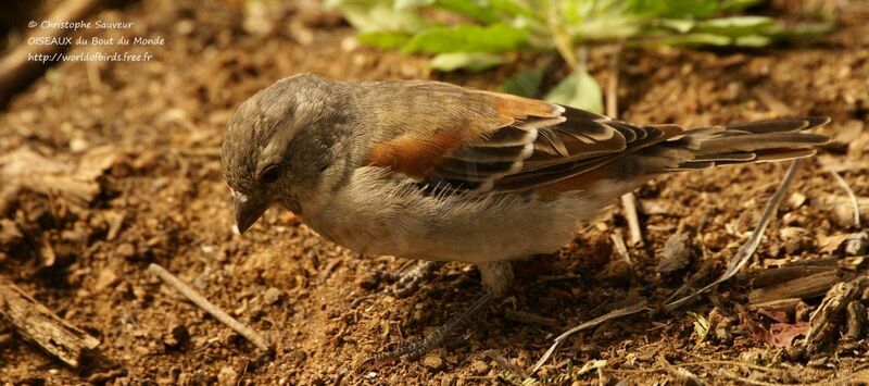 Cape Sparrow female adult, identification