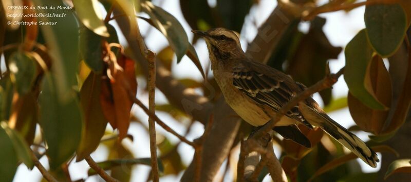 Chilean Mockingbird, identification