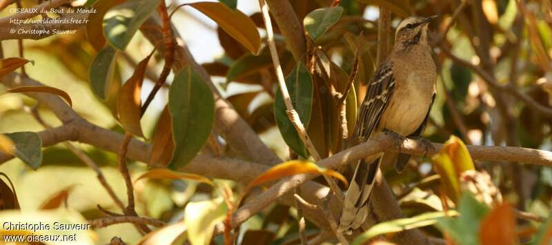 Chilean Mockingbirdadult