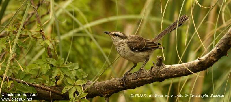 Chalk-browed Mockingbirdjuvenile, identification