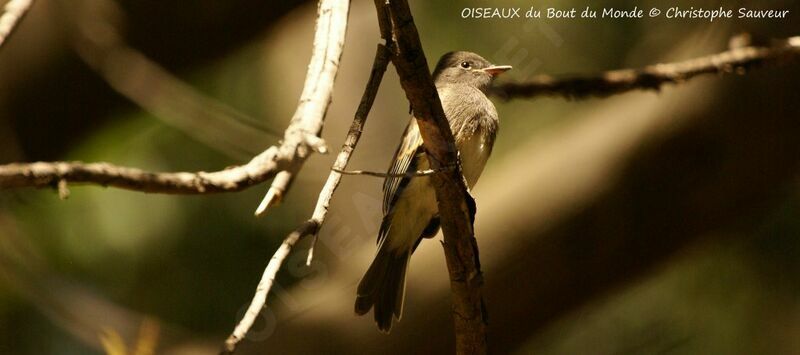 Black Phoebe