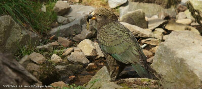 Kea