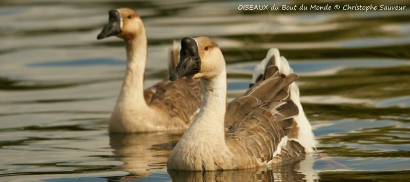 Swan Goose