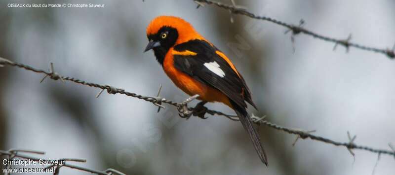 Oriole à dos orangeadulte, identification