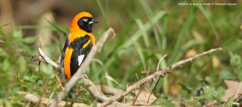 Oriole à dos orange