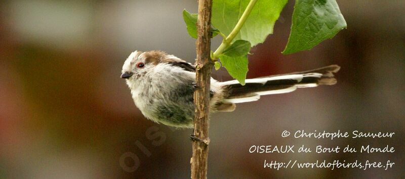 Long-tailed Tit