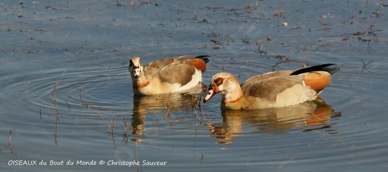 Egyptian Goose