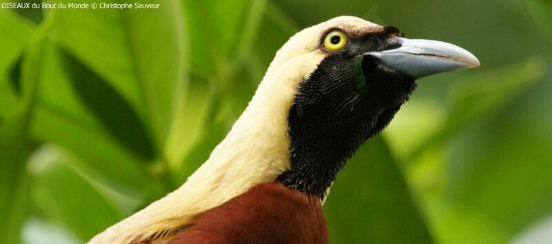 Lesser Bird-of-paradise male