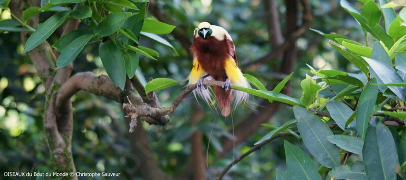 Lesser Bird-of-paradise male