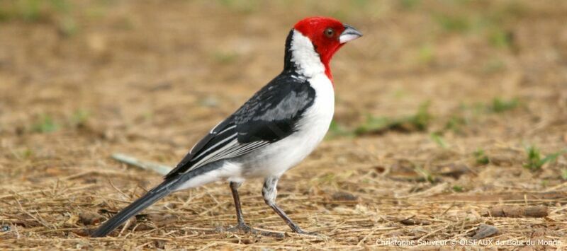 Red-cowled Cardinal