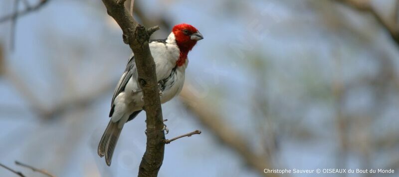 Paroare dominicain