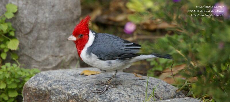 Red-crested Cardinal, identification