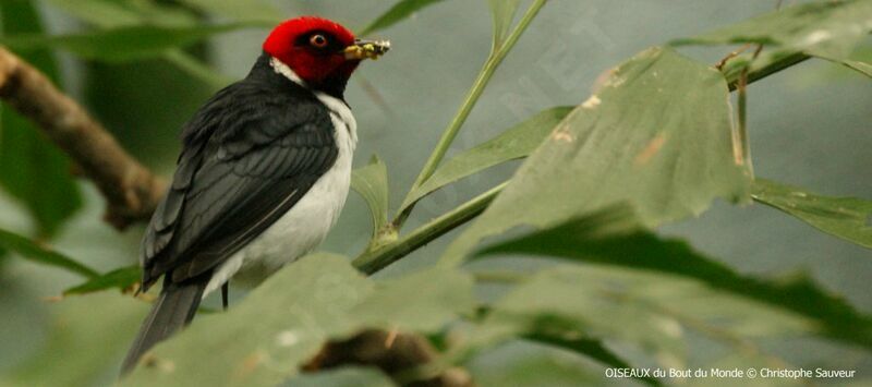 Red-capped Cardinal