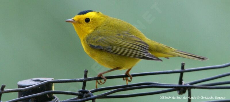 Wilson's Warbler