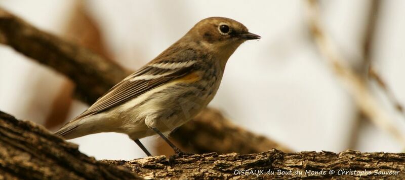 Myrtle Warbler