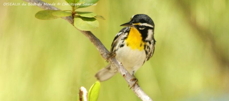 Yellow-throated Warbler