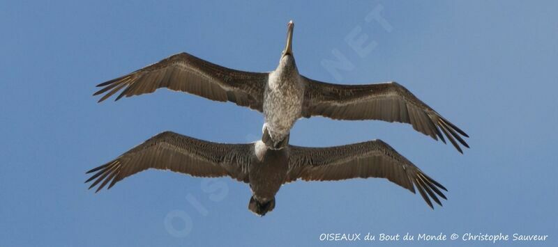 Brown Pelican