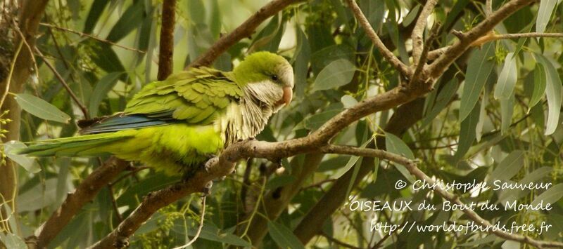 Monk Parakeet, identification